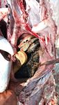 Crocodile Swallows Man in South Africa