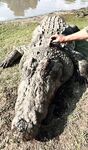 Crocodile Swallows Man in South Africa