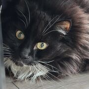 Meowcel