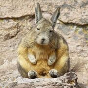 Sad Bunny