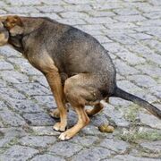 Dog Squeeze