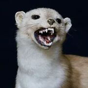 G00berWeasel