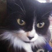 SPYDERcat1958