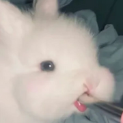 BunnyTongue1403