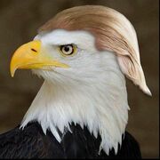 RonaldDrump