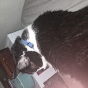 Pubert