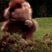 gopherlady