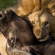 TheChrist