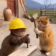 caturday