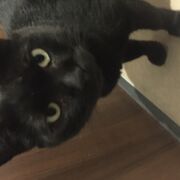 Benji