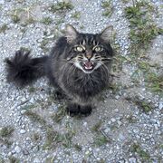 Tbtbadger