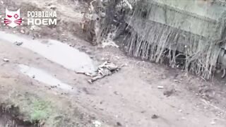 Ukrainian gourmet doggo tastes from some deceased russian invaders