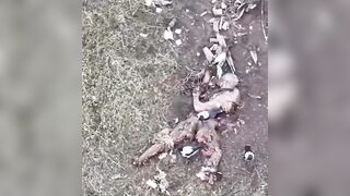 Food for magpies