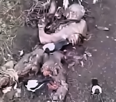 Food for magpies