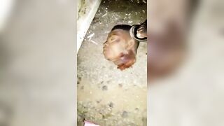 A Casual  Gang Violence In Nigeria