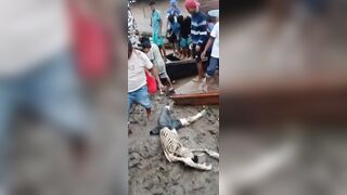 He Became A Food For Amazon River Fishes