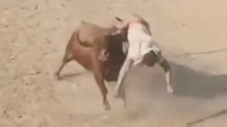 Man Dies After Being Gored By Bull During Festival In Colombia