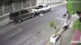 Elderly Woman Attacked By Dogs In Mexico