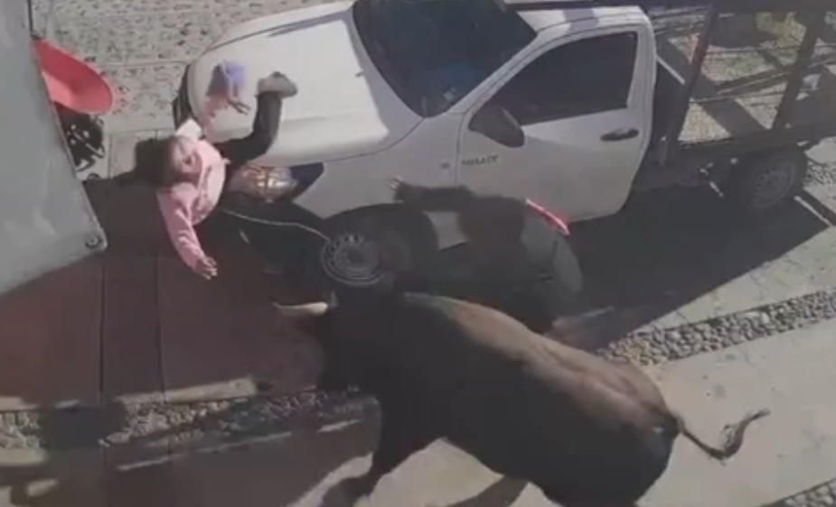 Six Injured After Bull Runs Loose On Streets In Queretaro