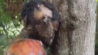 Macabre Find in the Jungle