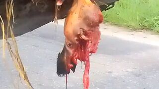 Motorcyclist Crashes Into a Harvesting Machine