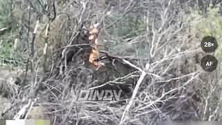 The pigs burned together with the pig wagon