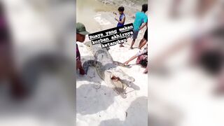 Man Killed By Crocodile While Swimming In Indonesia