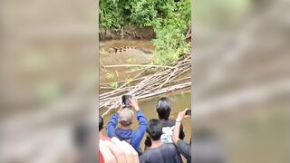 Woman Attacked And Killed By Crocodile In Indonesia