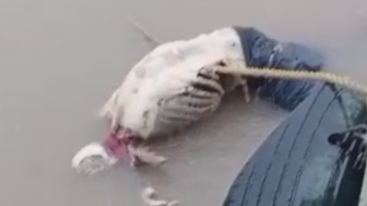 Fish Got To Eat Too