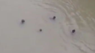 Man Drowns While Swimming With Friends In A Muddy African River
