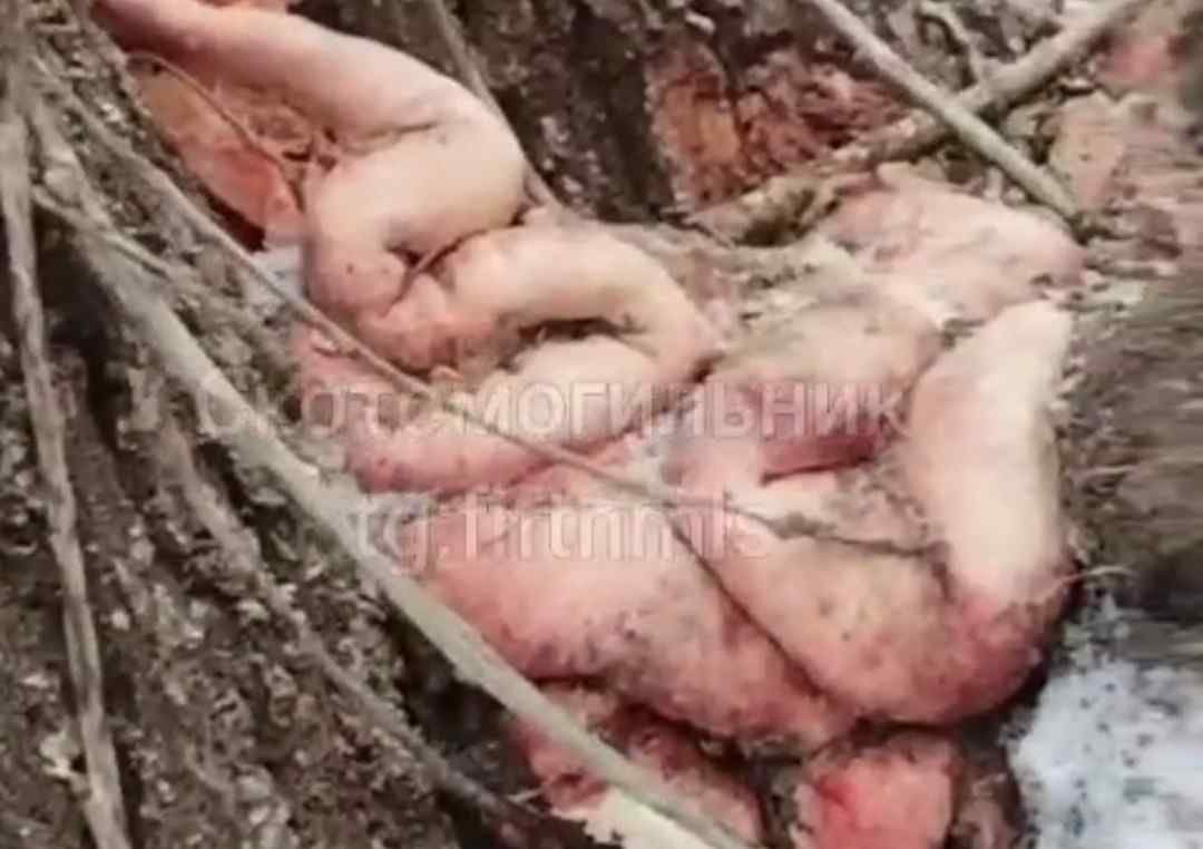 Ukrainian soldier found dismembered.