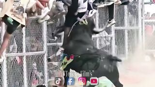 idiot fucked by angre bull