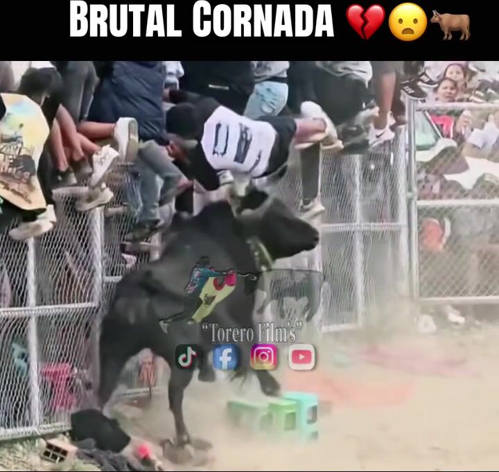idiot fucked by angre bull