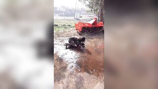 Woman Burns Alive After Self Immolation  Caused By  A Family Dispute