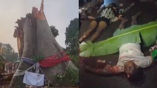 11 Dead After Mystery Tree Crushes Bus in Nigeria