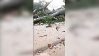 11 Dead After Mystery Tree Crushes Bus in Nigeria