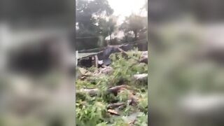 11 Dead After Mystery Tree Crushes Bus in Nigeria