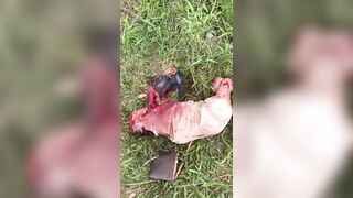 Elderly Woman Mauled To Death By Pitbulls In Brazil