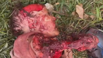 Elderly Woman Mauled To Death By Pitbulls In Brazil