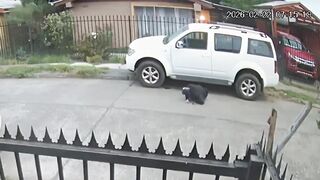 Wannabe Thief Meet Karma Face-First