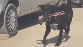 Stray dog seen with amputated human leg on hospital premises