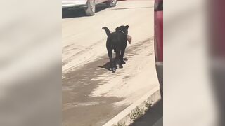 Stray dog seen with amputated human leg on hospital premises