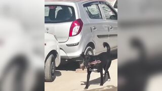 Stray dog seen with amputated human leg on hospital premises