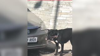 Stray dog seen with amputated human leg on hospital premises