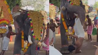 Temple priest  injured after being attacked by an elephant in India