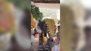 Temple priest  injured after being attacked by an elephant in India