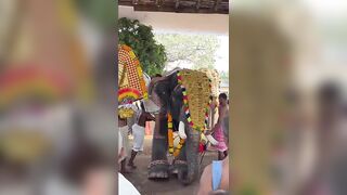 Temple priest  injured after being attacked by an elephant in India