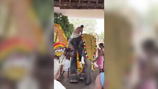 Temple priest  injured after being attacked by an elephant in India