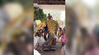 Temple priest  injured after being attacked by an elephant in India