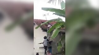 Man Dies After Being Stung By Wasps In Indonesia